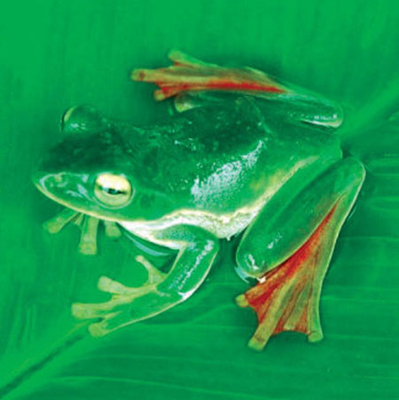 The Eastern Himalayas: New species discovered by WWF: Flying frog