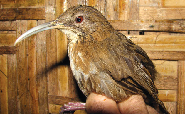 The Eastern Himalayas: New species discovered by WWF: Naung Mung scimitar-babbler
