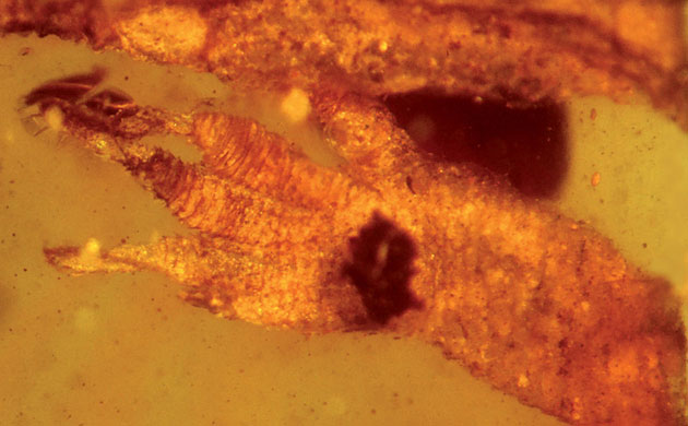 The Eastern Himalayas: New species discovered by WWF: Cretacegekko burmae