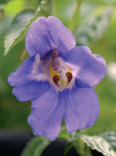 The Eastern Himalayas: New species discovered by WWF: Impatiens namchabarwensis