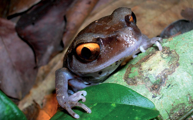 The Eastern Himalayas: New species discovered by WWF: Smith's litter frog