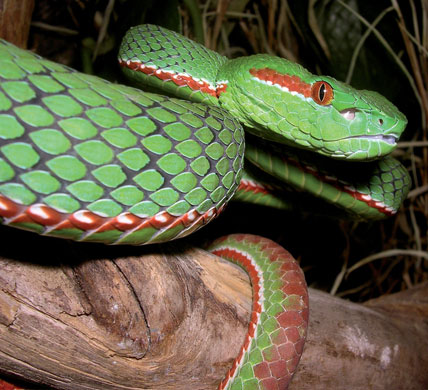 The Eastern Himalayas: New species discovered by WWF: Gumprecht's green pitviper