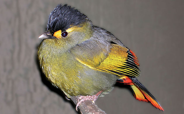 The Eastern Himalayas: New species discovered by WWF: Asian babbler