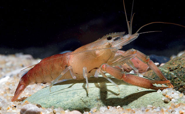 The Eastern Himalayas: New species discovered by WWF: Macrobrachium agwi