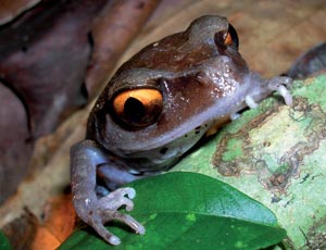 The Eastern Himalayas : New species discovered by WWF: Smith's litter frog