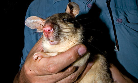 Malagasy Giant Jumping Rat Habitat