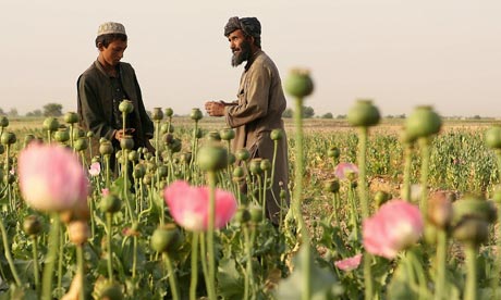 War Poppy Field