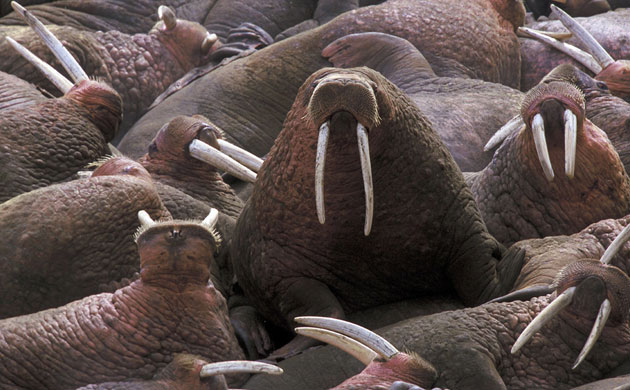 Week in Wildlife: walrus are congregating on Alaska northwest coast because of receding ice 