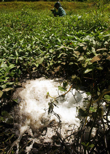 Week in Wildlife:  a polluted pond from palm oil factory,  Indonesia's South Sulawesi