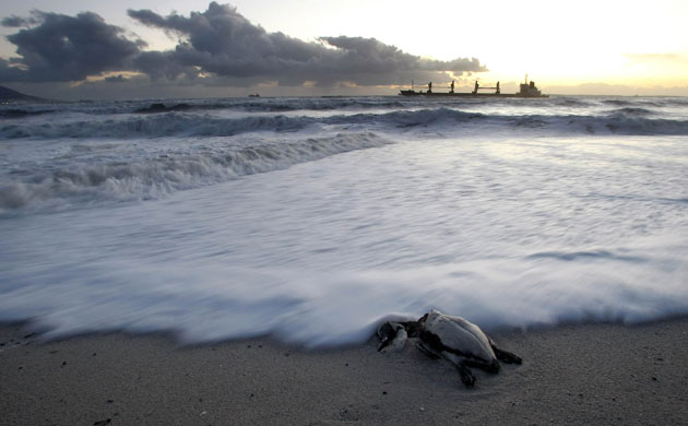 Week in Wildlife: A dead penguin due to oild spill from bulk carrier MV SELI 1 near Cape Town