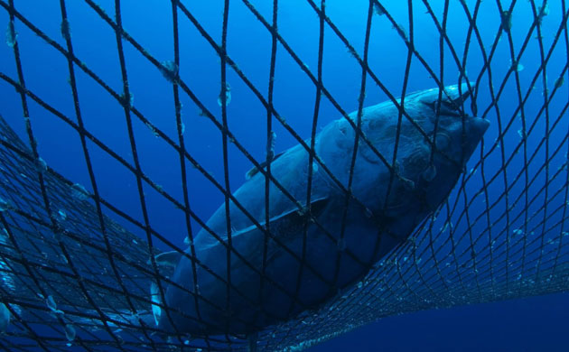 Week in Wildlife: Captive Tuna in Mediterranean