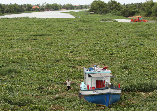 Week in Wildlife: Tha Chin river is being plagued in the mass of water hyacinth, Thailand