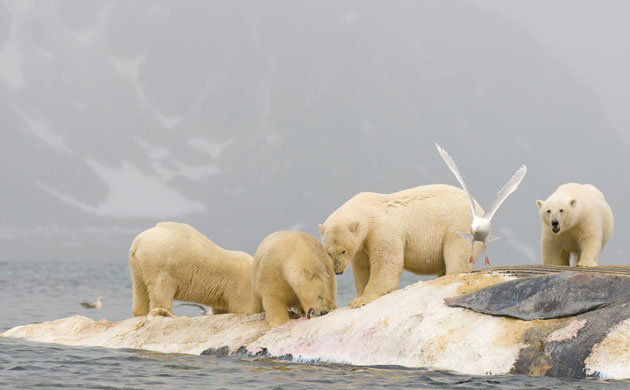 Week in Wildlife: POLAR BEARS PHOTOGRAPHED IN & AROUND SVALBARD NORWAY