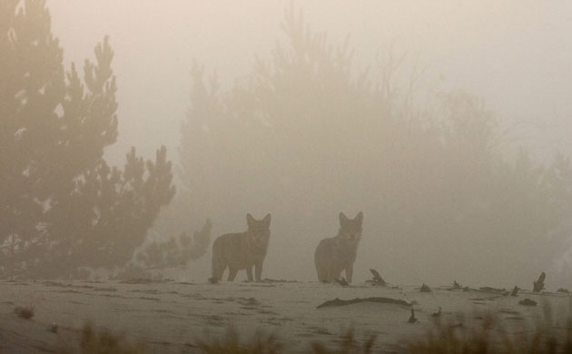 Week in Wildlife: Wolves are seen in a forest in radiation-ecology reserve, Minsk