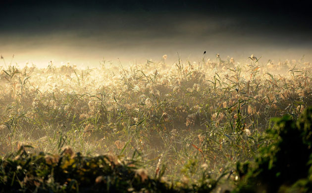 Week in Wildlife: A bird sits on top of a blade of grass on the outskirt of Budapes