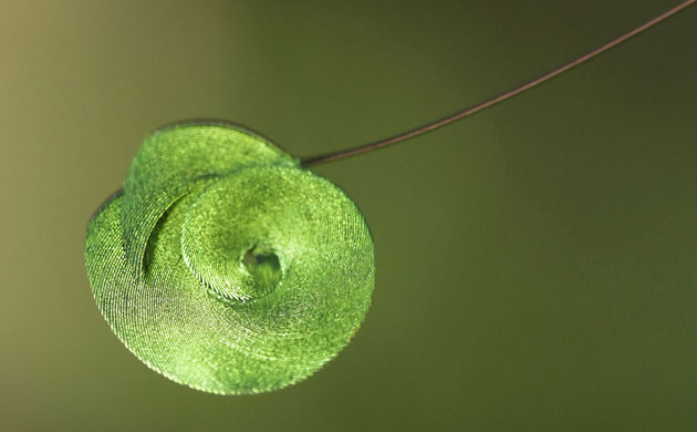 Week in Wildlife: LOST LAND OF THE VOLCANO