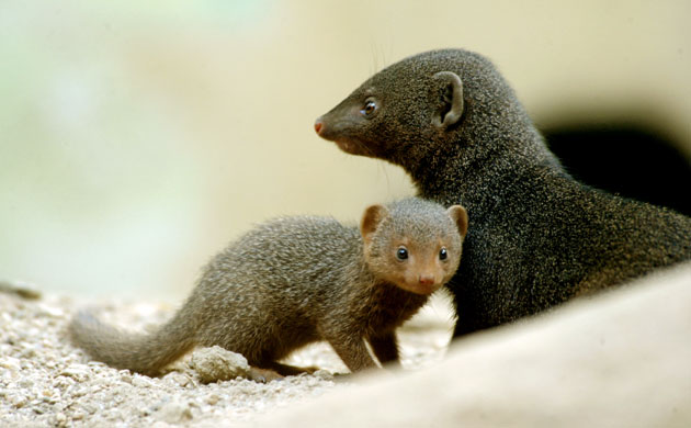 Week in Wildlife: dwarf mongoose pup stands next to its parent at the Bronx Zoo in New York