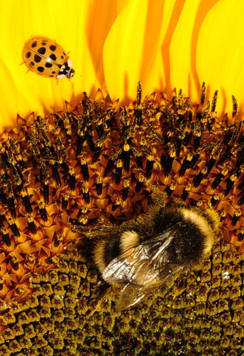 Week in Wildlife: A bumble bee is seen on a sunflower as a ladybug sits on a petal, London