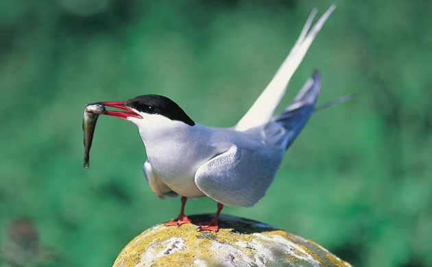 Week in Wildlife: Seabirds have best breeding year in a decade