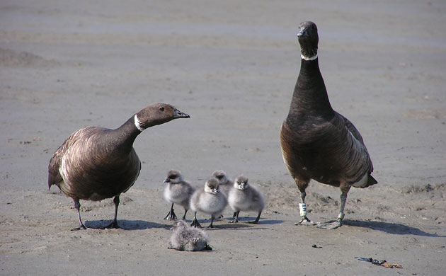Week in Wildlife: Pacific Brant family on the Yukon-Kuskokwim Delta, Alaska