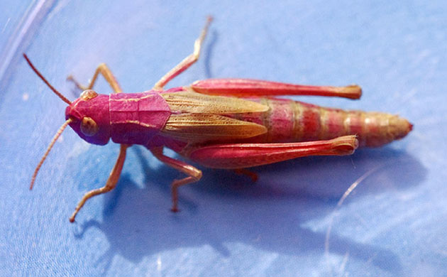 Week in wildlife: Pink grasshopper, Devon, UK