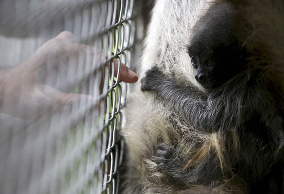 24 hours in pictures: Zulia, Colombia: A 50-day-old spider monkey at a zoo