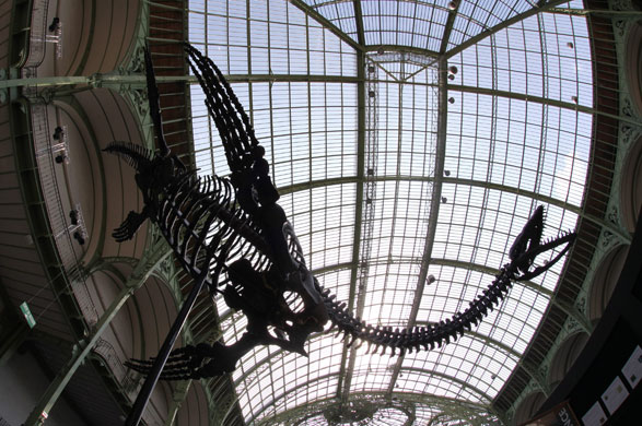 24 hours in pictures: Skeleton of a plesiosaurus is displayed at the Grand Palais in Paris