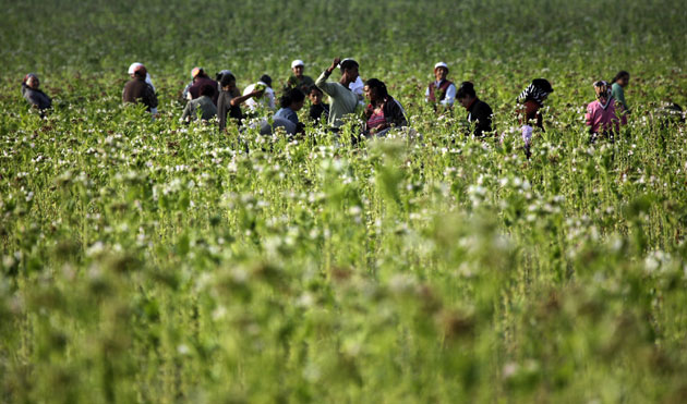 24 hours in pictures: Kazanlak , Bulgaria: People collect tobacco in a field