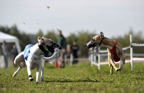 24 hours in pictures: Hounds run for a mechanic hare at the Hounds' Races National Championship