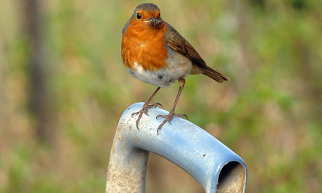 A Robin