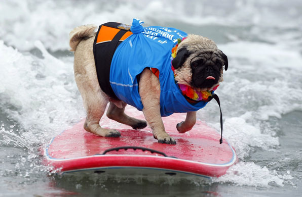 24 hours in pictures: A Pug named Bentley rides a wave 