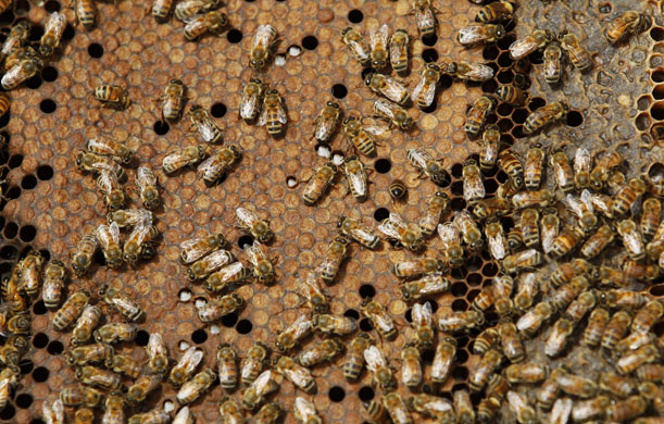 24 hours in pictures: Honeybees swarm on a comb in a beehive  in southern Israel