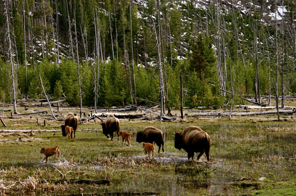 Photographic award : The Wilderness Society celebrates 45 years of the wilderness act