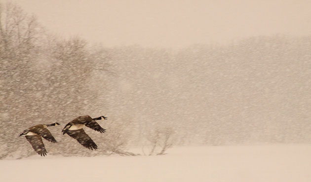 Photographic award : The Wilderness Society celebrates 45 years of the wilderness act