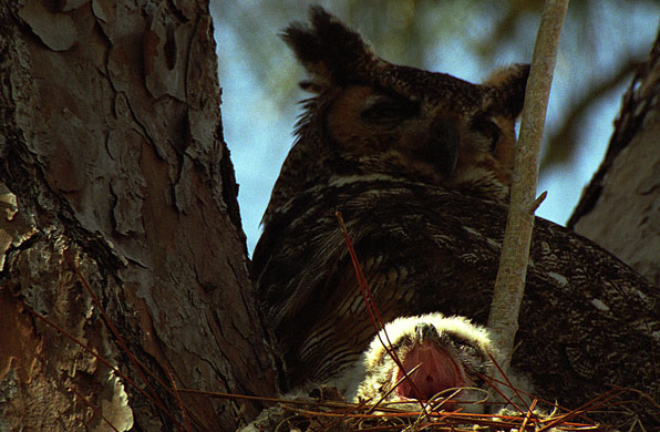 Photographic award : The Wilderness Society celebrates 45 years of the wilderness act