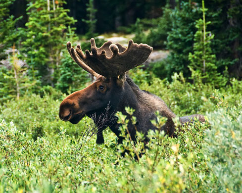Photographic award : The Wilderness Society celebrates 45 years of the wilderness act