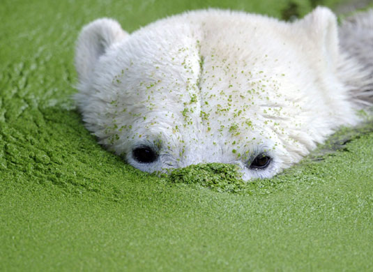 24 hours in pictures: Berlin, Germany: Polar bear Knut swims in common duckweed at the zoo