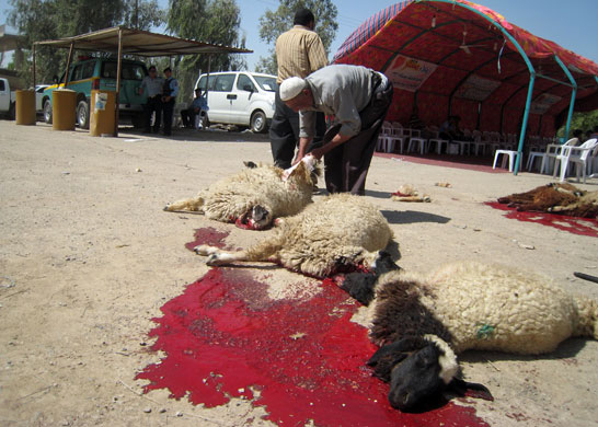 al Zaidi released: Muntazer al-Zaidi released 