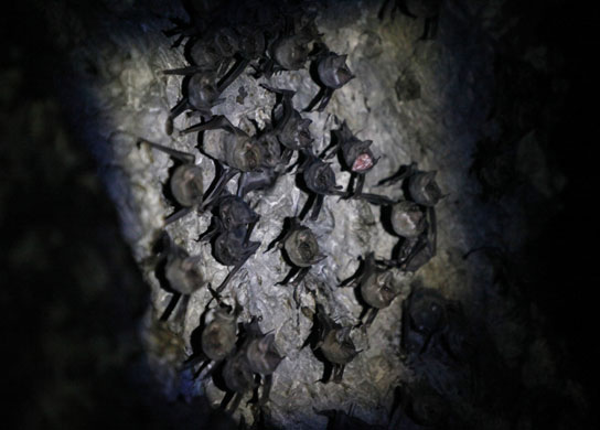 24hours : Bats are pictured in a cave near Wat Khao Cong Phran Temple