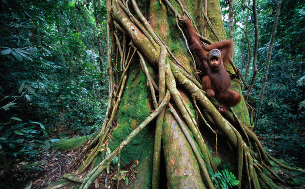 Deforestation in Sumatra: Sumatran orangutan (Pongo pongo abelii) Indonesia