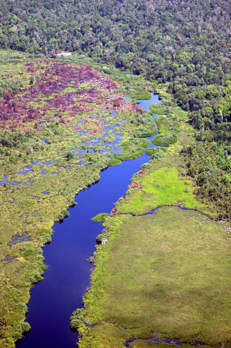 Deforestation in Sumatra: Natural peatland are seen in Kampar, Riau, Indonesia