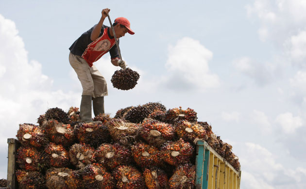 Deforestation in Sumatra: Deforestation Continues in, Riau province, Indonesia