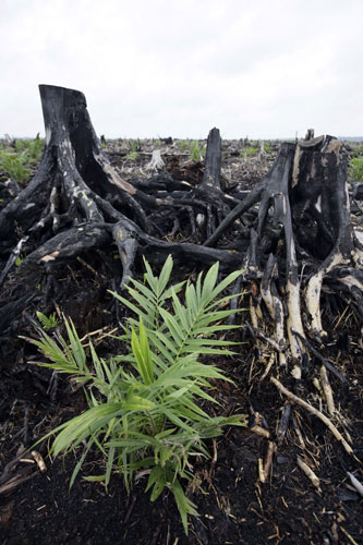 Deforestation in Sumatra: Deforestation Continues in, Riau province, Indonesia