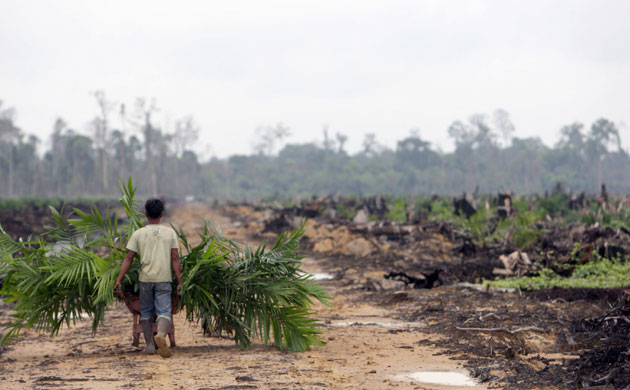 Deforestation in Sumatra: Deforestation Continues in, Riau province, Indonesia