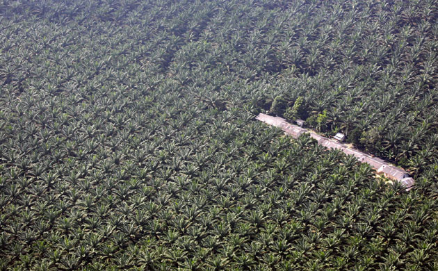 Deforestation in Sumatra:  peatland cleared for an acacia plantation , Riau province, Indonesia