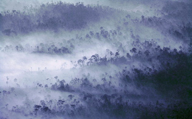 Deforestation in Sumatra: Sumatran Rainforest