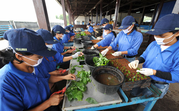 Deforestation on Sumatra: Plantation workers prepare acacia seedlings Riau province Indonesia