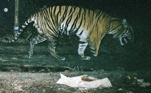 Deforestation on Sumatra: A Sumatran tiger Indonesia, Riau province