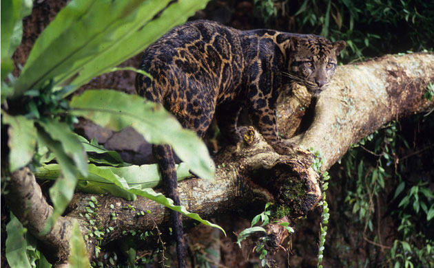 Deforestation on Sumatra: Indonesia, Riau province, Bornean clouded leopard 