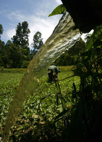 Deforestation on Sumatra: water spinach growing in a polluted pond Indoneisa